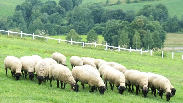 牧場の羊の群れ